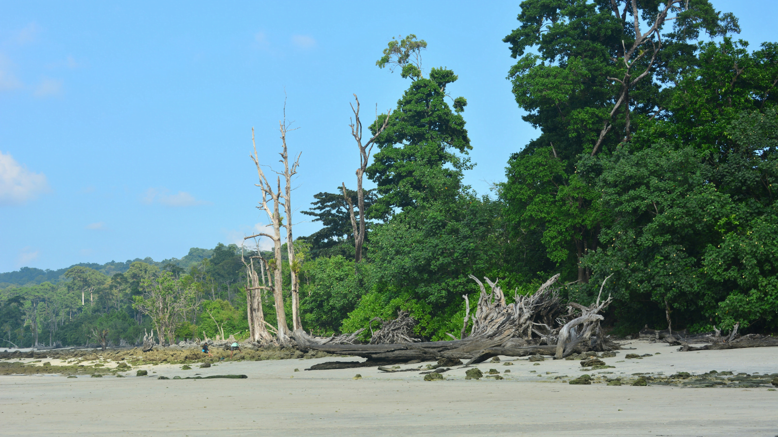 Exotic Andaman I