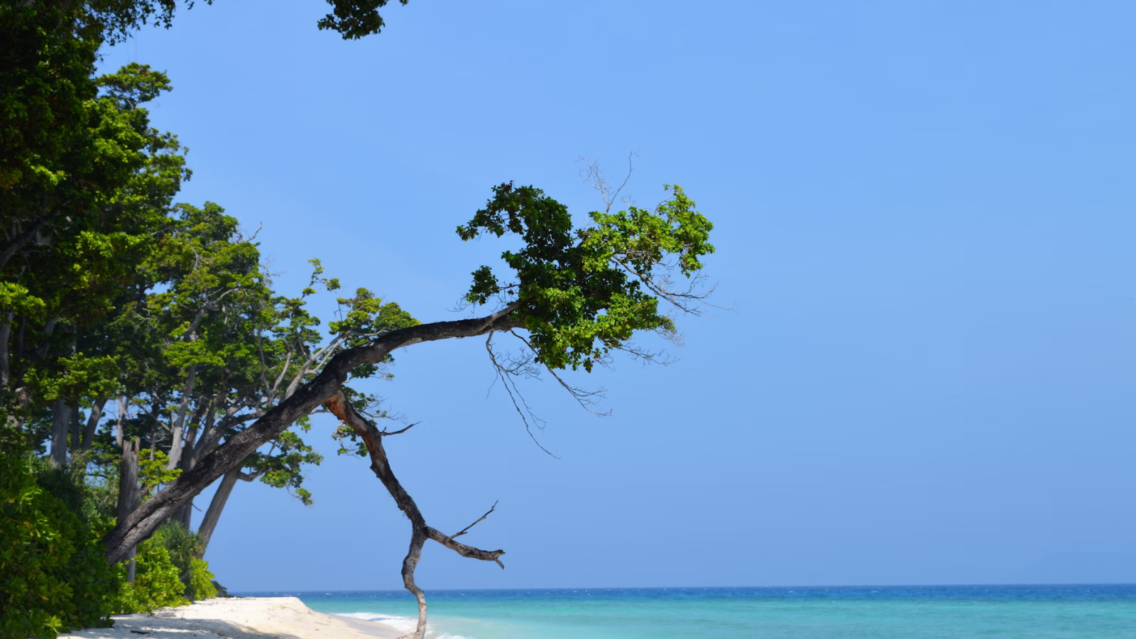 Exotic Andaman I